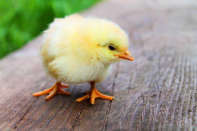 anak ayam (pexels.com/Pixabay)
