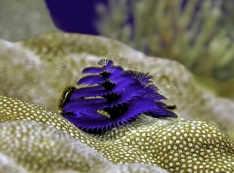 Christmas tree worm biru (wikimedia.org)