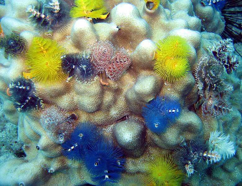 5 Fakta Christmas Tree Worm, Cacing Laut yang Cantik dan Menawan