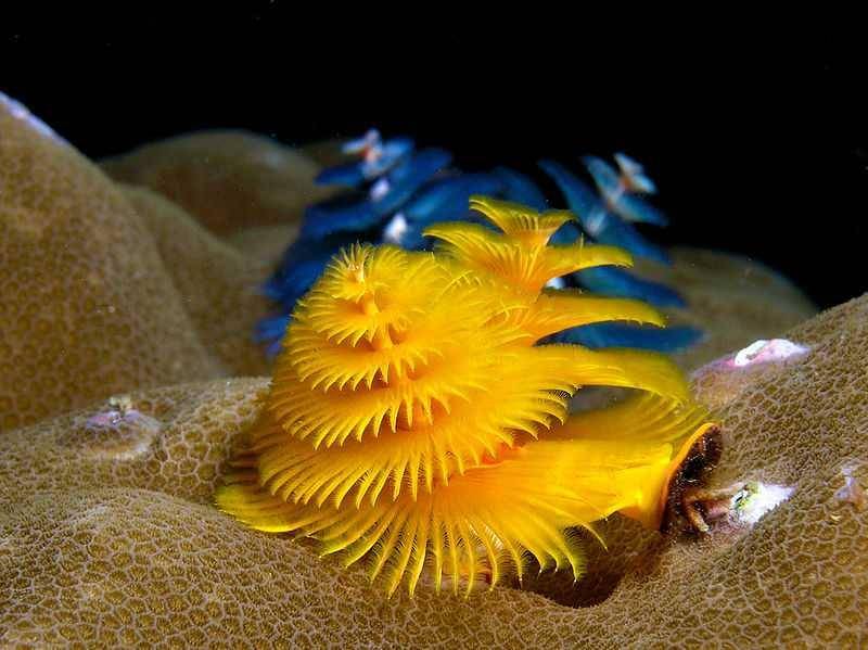 Christmas Tree Worm kuning (wikimedia.org)