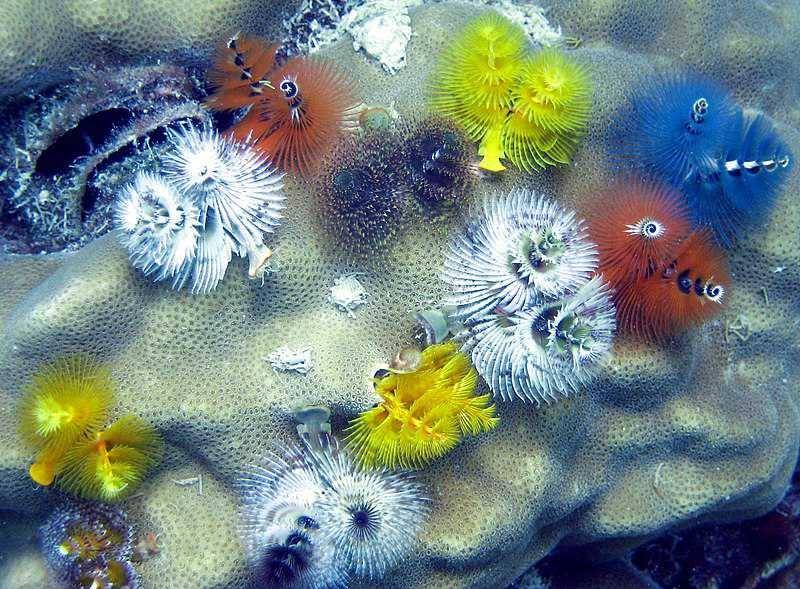 Christmas tree worm (wikimedia.org)