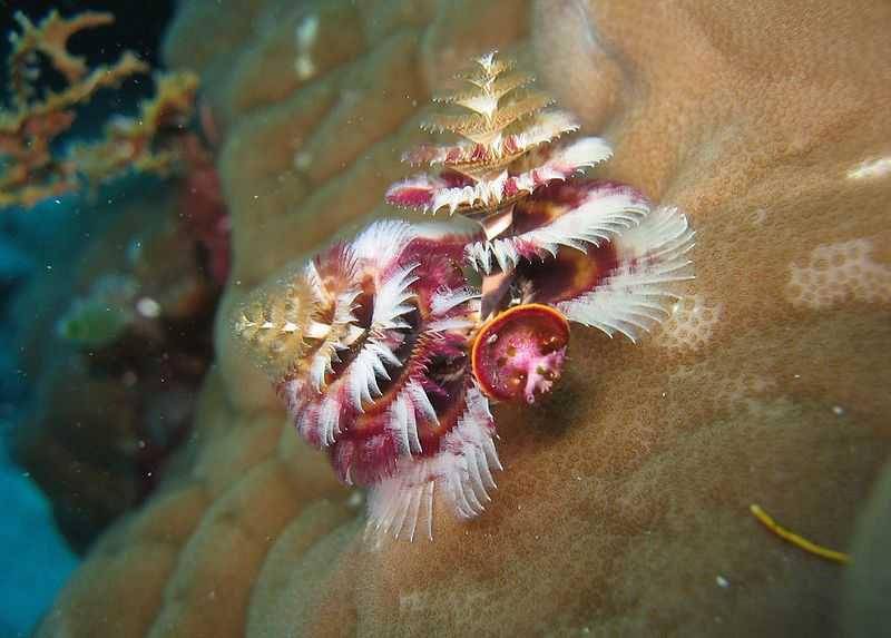 Christmas tree worm merah muda (wikimedia.org)