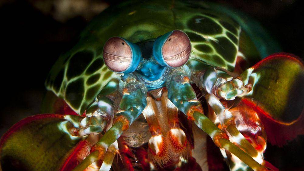 penampakan mata udang mantis dari dekat (barrierreef.org)