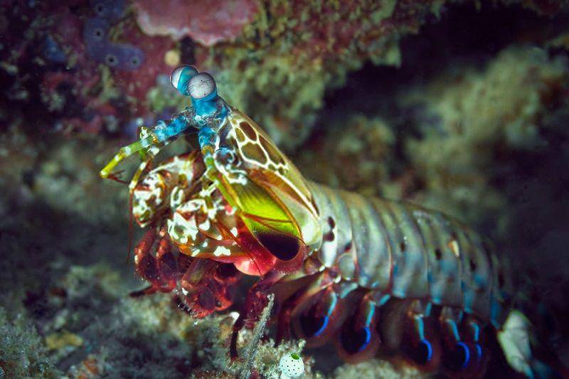 udang mantis merak, salah satu jenis udang mantis tipe pemukul (biologydictionary.net)