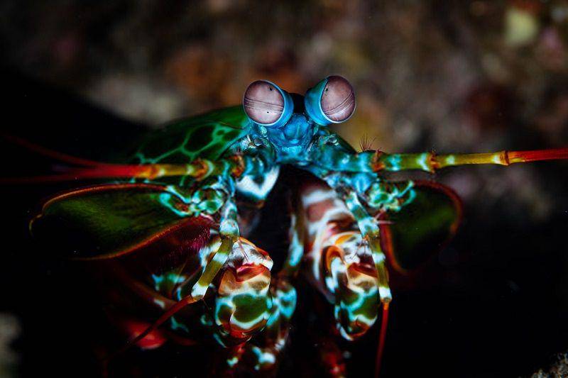 penampakan udang mantis dalam kegelapan (biologydictionary.net)