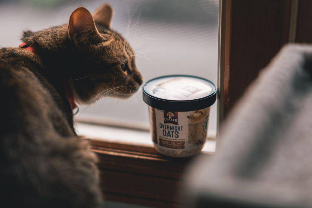 ilustrasi kucing mengendus benda (pexels.com/Craig Adderley)