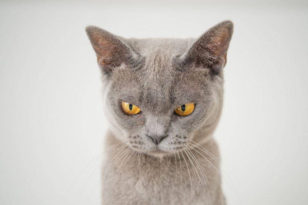 Tidak Boleh Dipotong, Ini 6 Fungsi Penting Kumis pada Kucing
