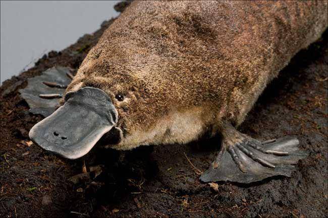 Platipus (livescience.com)