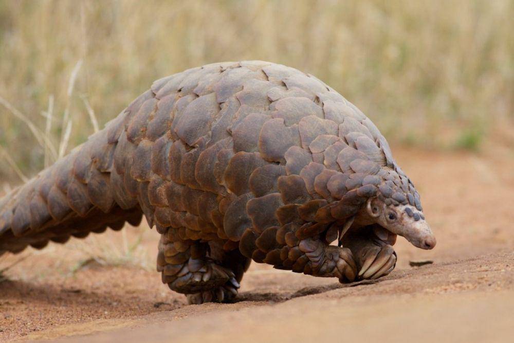 Tenggiling (mongabay.com)