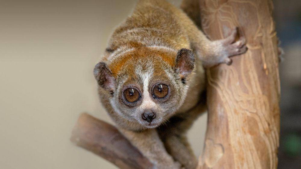 Loris lamban (sandiegozoo.org)
