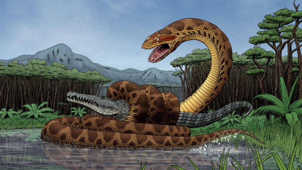 Lukisan mengenai titanoboa yang memangsa buaya besar. (wallpapersafari.com)
