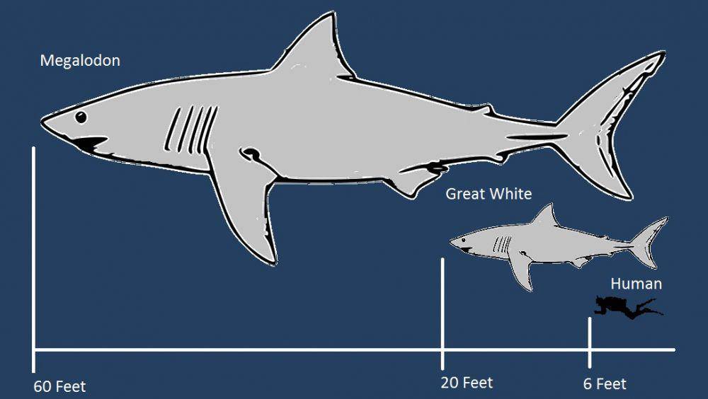 ilustrasi perbandingan ukuran megalodon dan manusia (phatfossils.com)