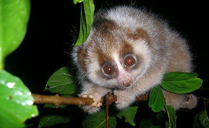 Loris lamban (brookes.ac.uk)