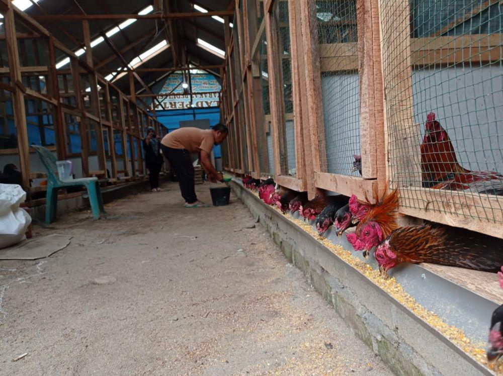 Melirik Usaha Peternakan Ayam KUB Di Masa Pandemik COVID-19