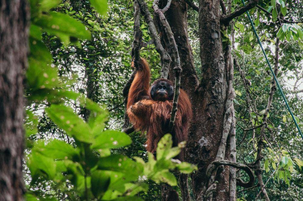 Hutan Kalimantan dengan Orangutan, fauna endemiknya. (Pexels.com/Marvin Wilske)