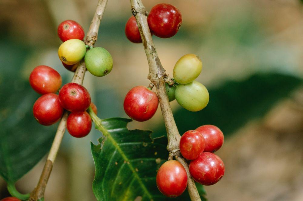 5 Manfaat Kesehatan dari Buah Kopi, Belum Banyak yang Tahu