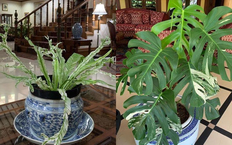 9 Koleksi Tanaman Nunun Daradjatun, dari Anggrek sampai Monstera