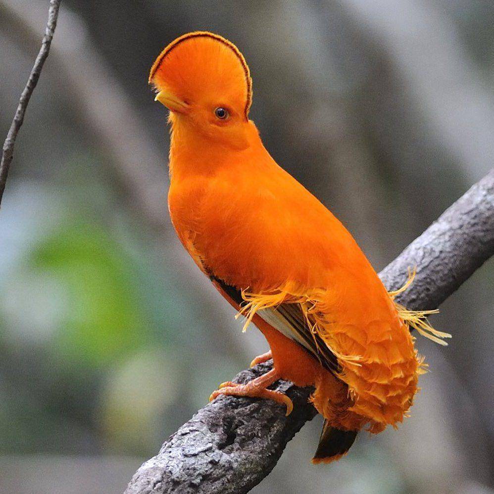 Guianan Cock-Of-The-Rock (instagram.com/tmykcampaign)