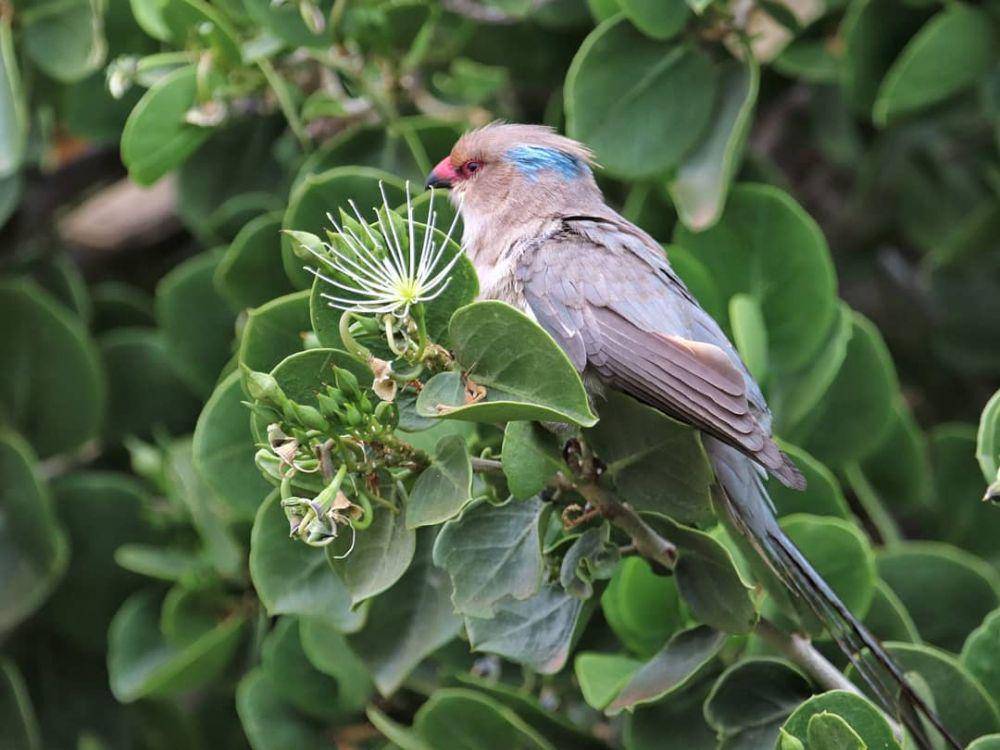 Blue Naped Mousebird (instagram.com/the_kenyan_birder)