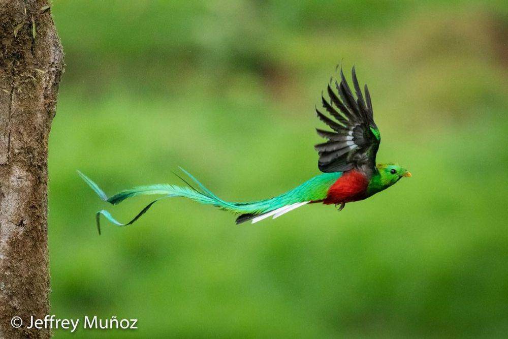 Resplendent Quetzal (instagram.com/rainforest_photo_tours)
