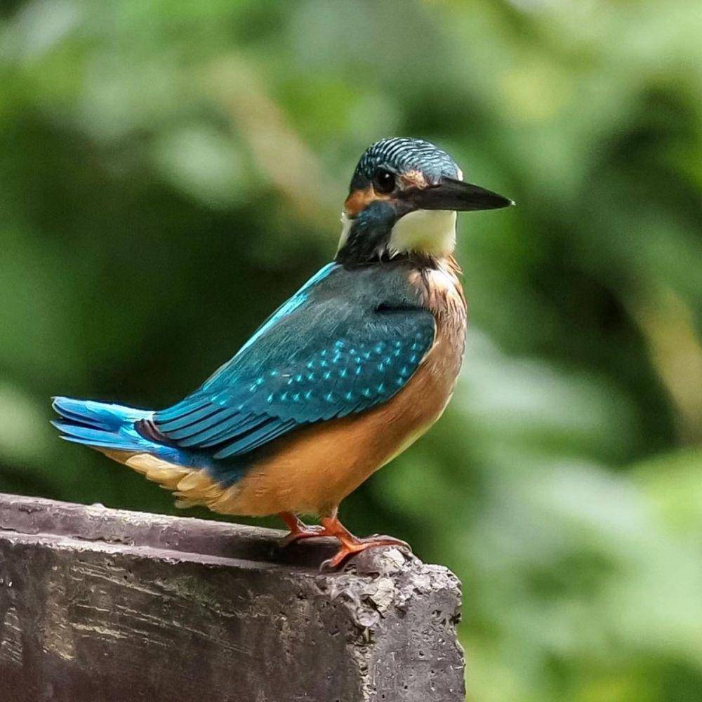 Kingfisher (instagram.com/iryuichi)