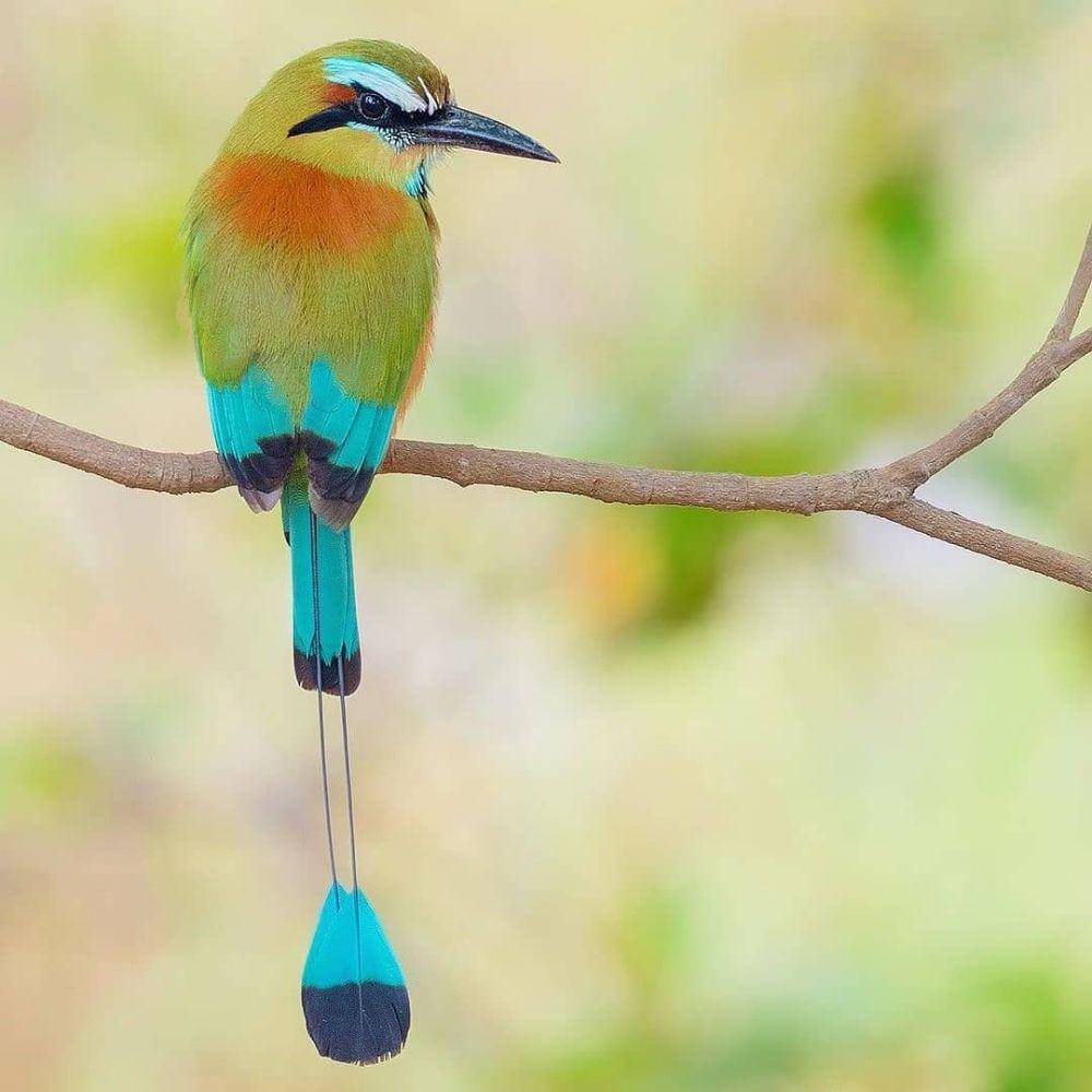 Turquoise-Browed Motmot (instagram.com/birds.fanatic)