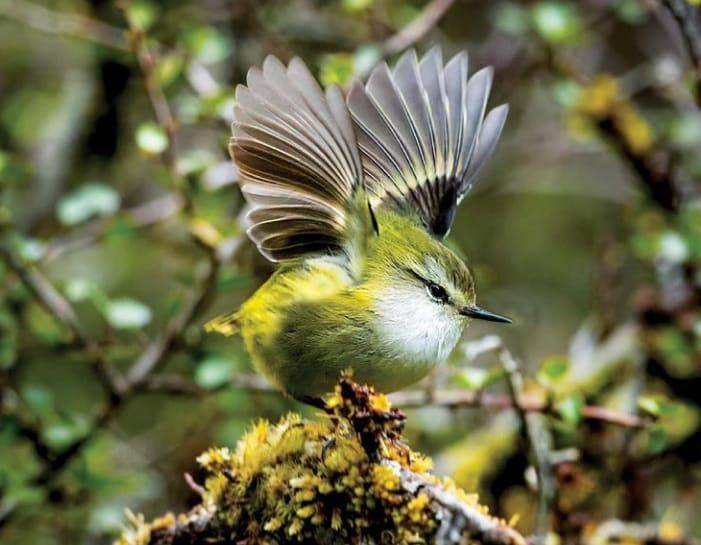 New Zealand Wren (instagram.com/birdexplained)