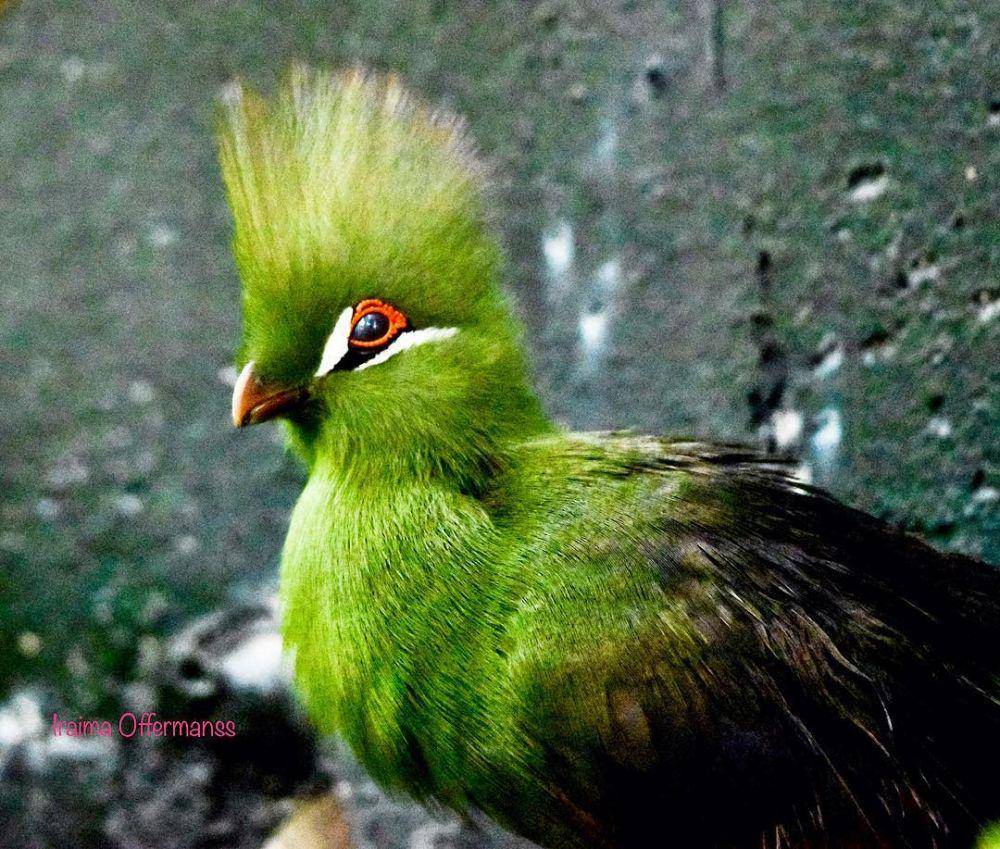 Guinea Turaco (instagram.com/ira_ima64)