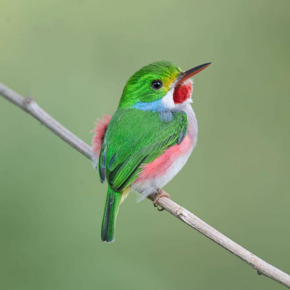 Cuban Tody (instagram.com/dustinchen0728)