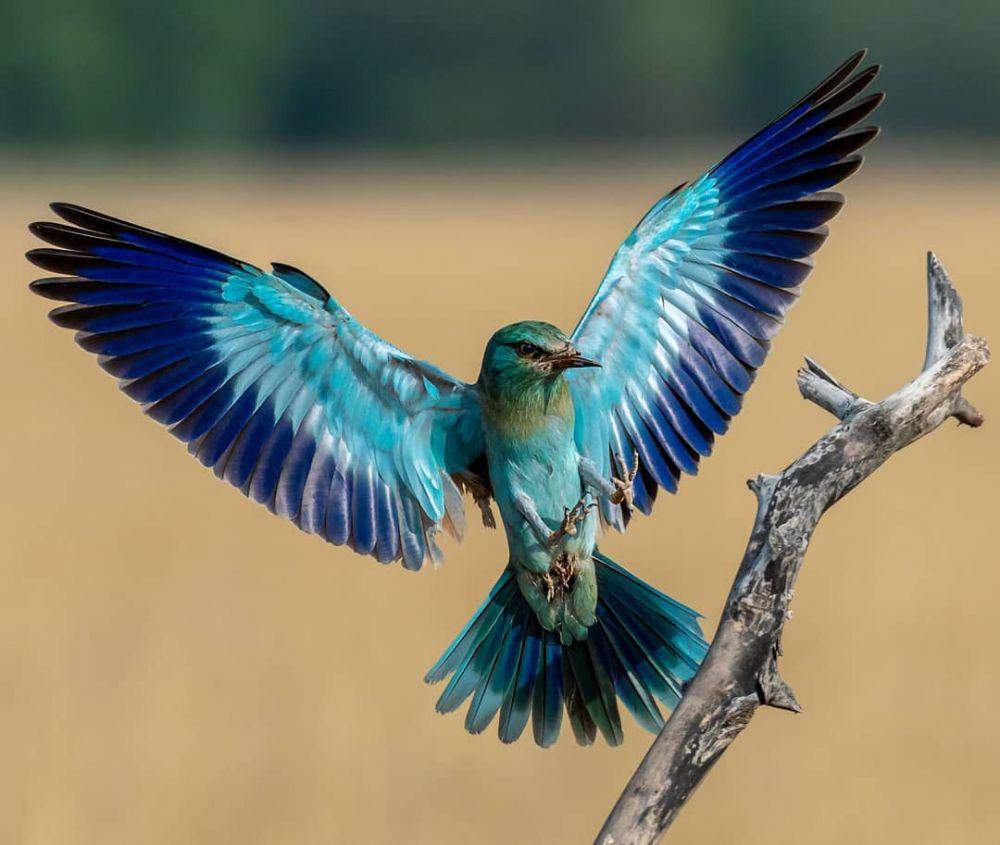 European Roller (instagram.com/rananishant)