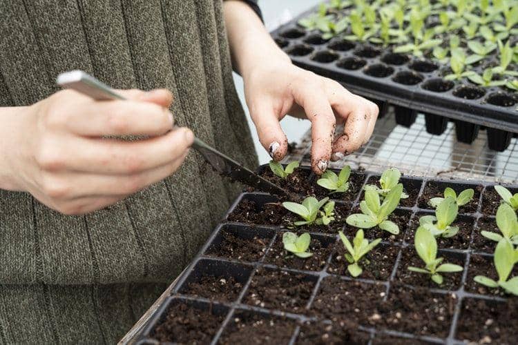 Potret berkebun di rumah