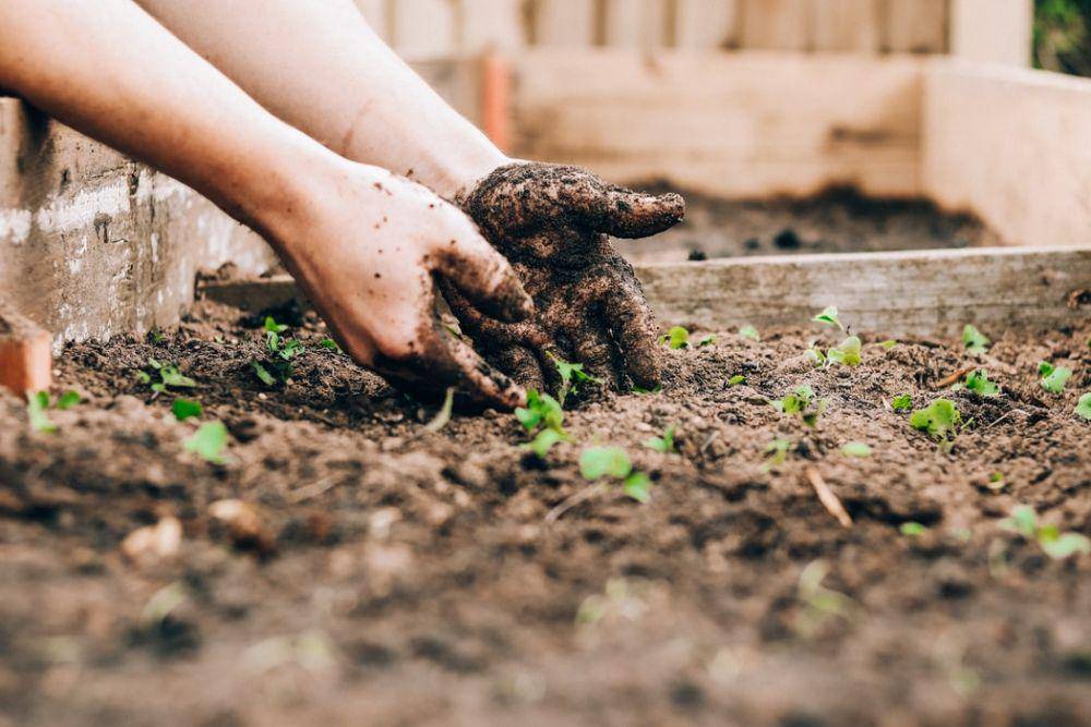 ilustrasi menanam pohon (unsplash.com/Sandie Clarke)