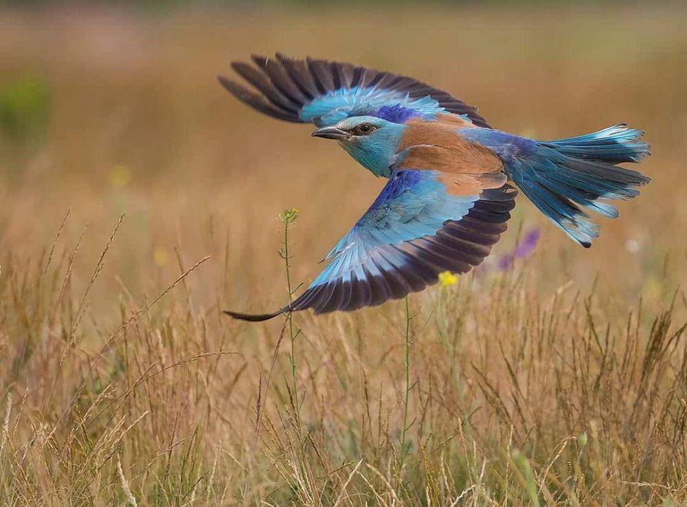 European Roller (instagram.com/szekeres_levente_photography)
