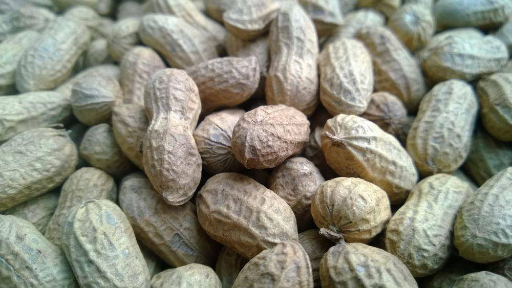 ilustrasi kacang tanah (pixabay.com/Pexels)
