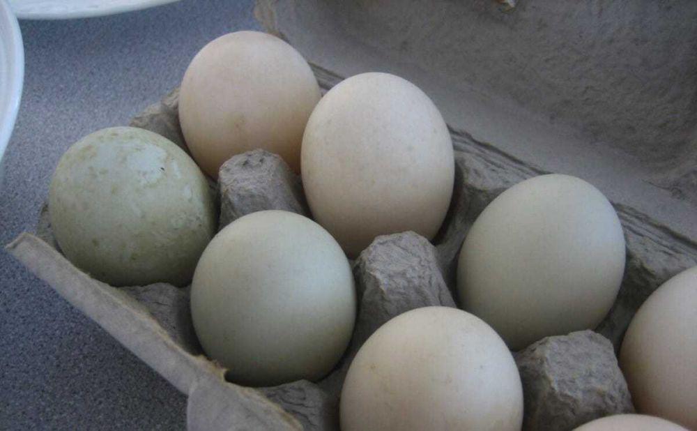 5 Manfaat Telur Bebek untuk Kesehatan, Segudang Khasiat!