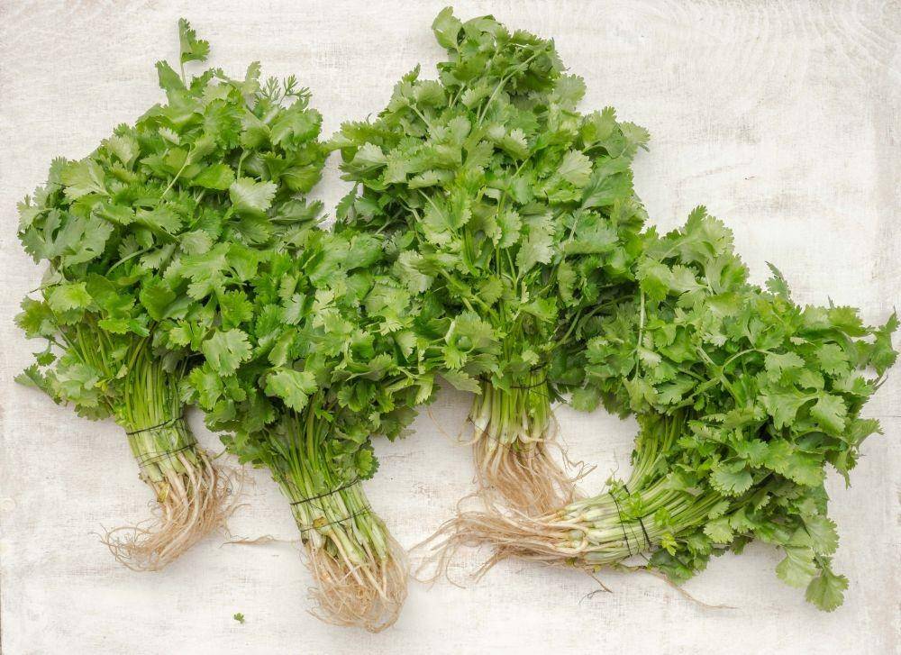 ilustrasi daun ketumbar atau coriander leaves (unsplash.com/Tomasz Olszewski)