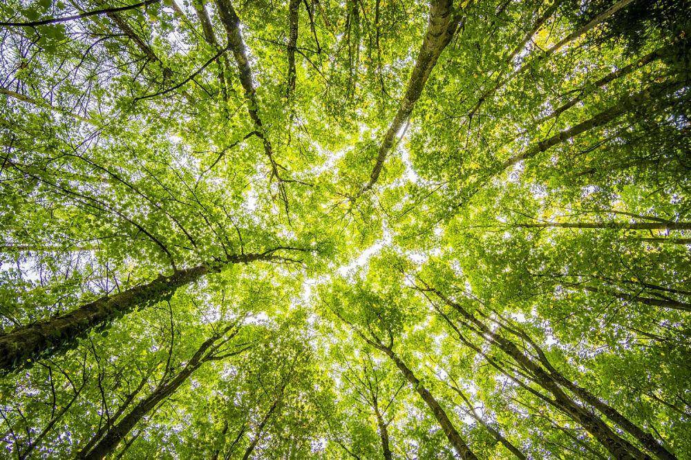 Pohon yang hijau dan asri. (pexels.com/Felix Mittermeier)