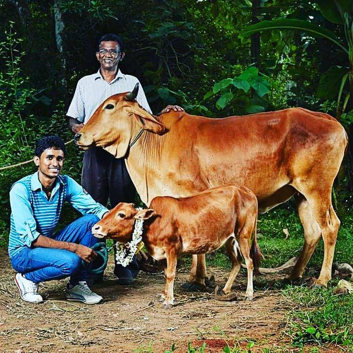 Sapi Manikyam di India. (Twitter.com/Youth World Records)