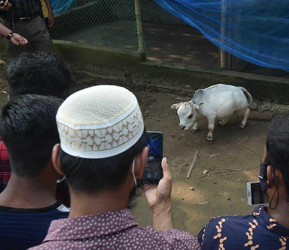 Sapi cebol di Bangladesh menarik banyak orang dan menjadikannya tontonan. (Twitter.com/Rumana Rashid)