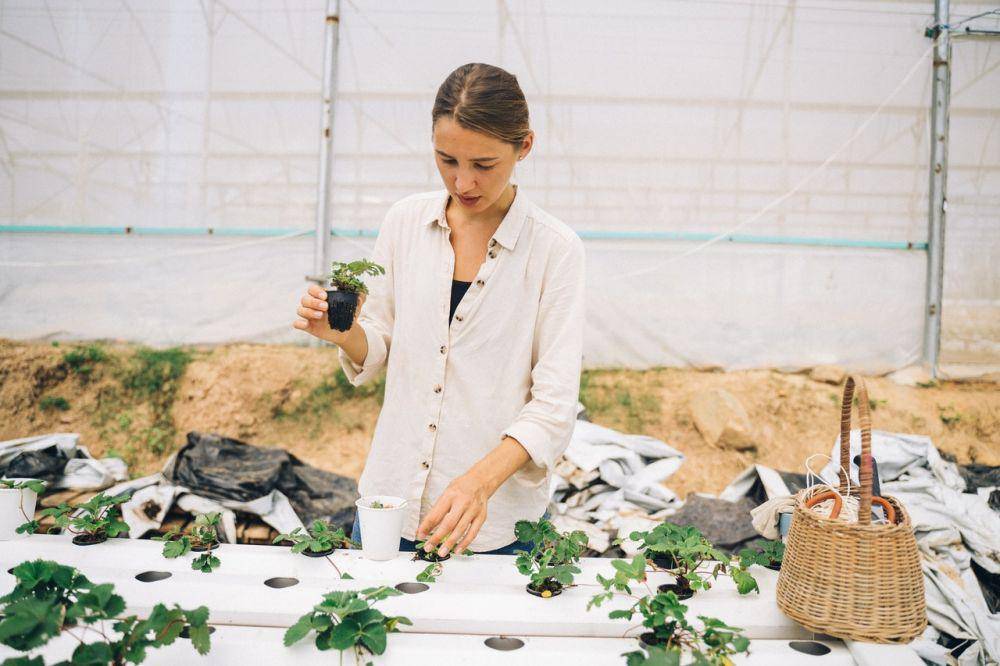 Berkebun Hidroponik (pexels.com/Anna Tarazevich)