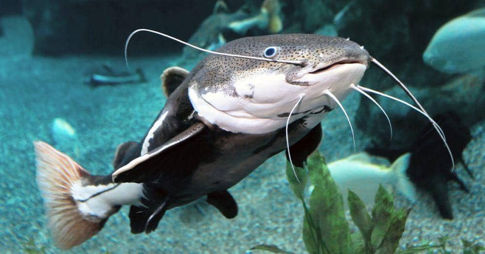 Ikan lele punya indra pengecap terbaik di dunia fauna. (beingdad.in)
