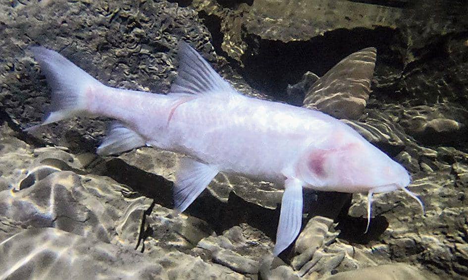 Meskipun buta, ikan gua punya indra pendengaran yang sangat tajam. (telegraphindia.com)