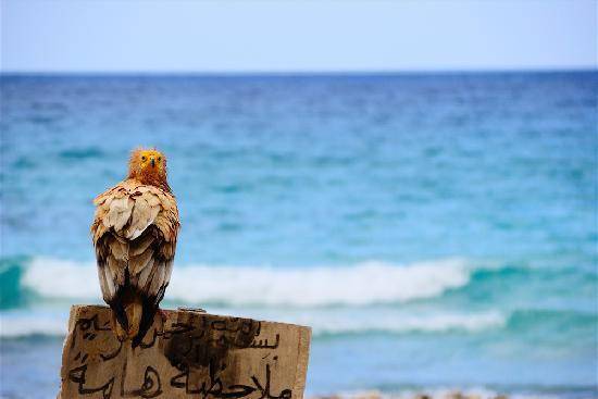 google.com/burung incana