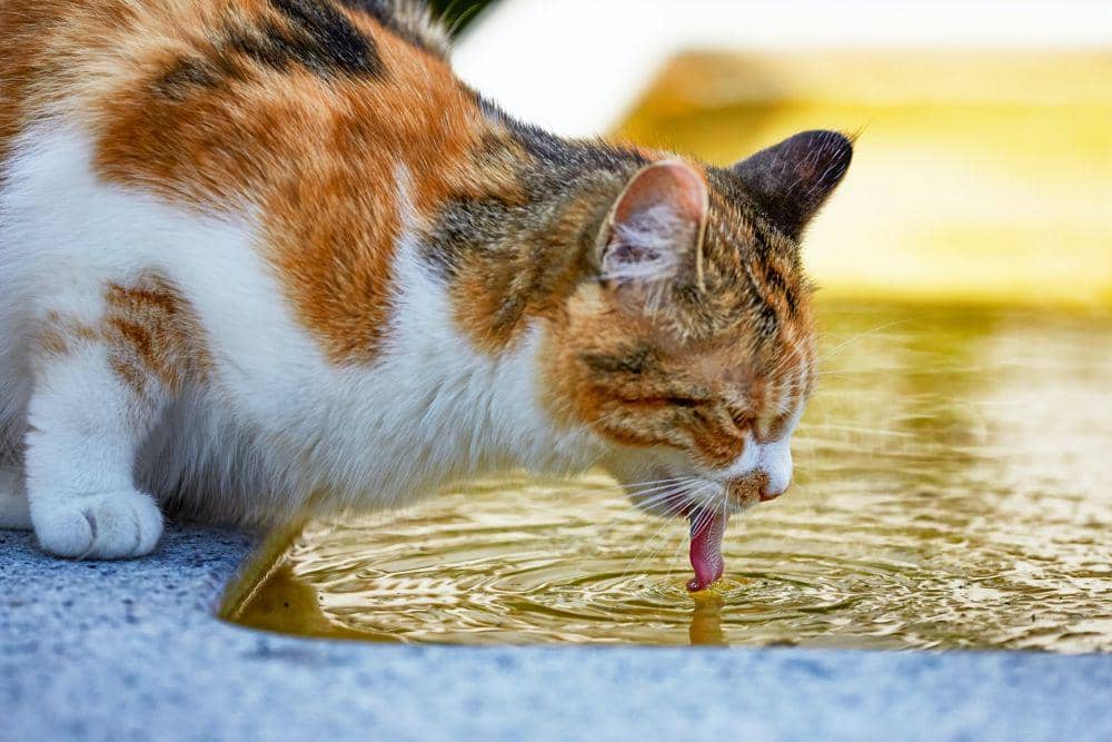 ilustrasi kucing sedang minum (unsplash.com/Dorothea OLDANI)