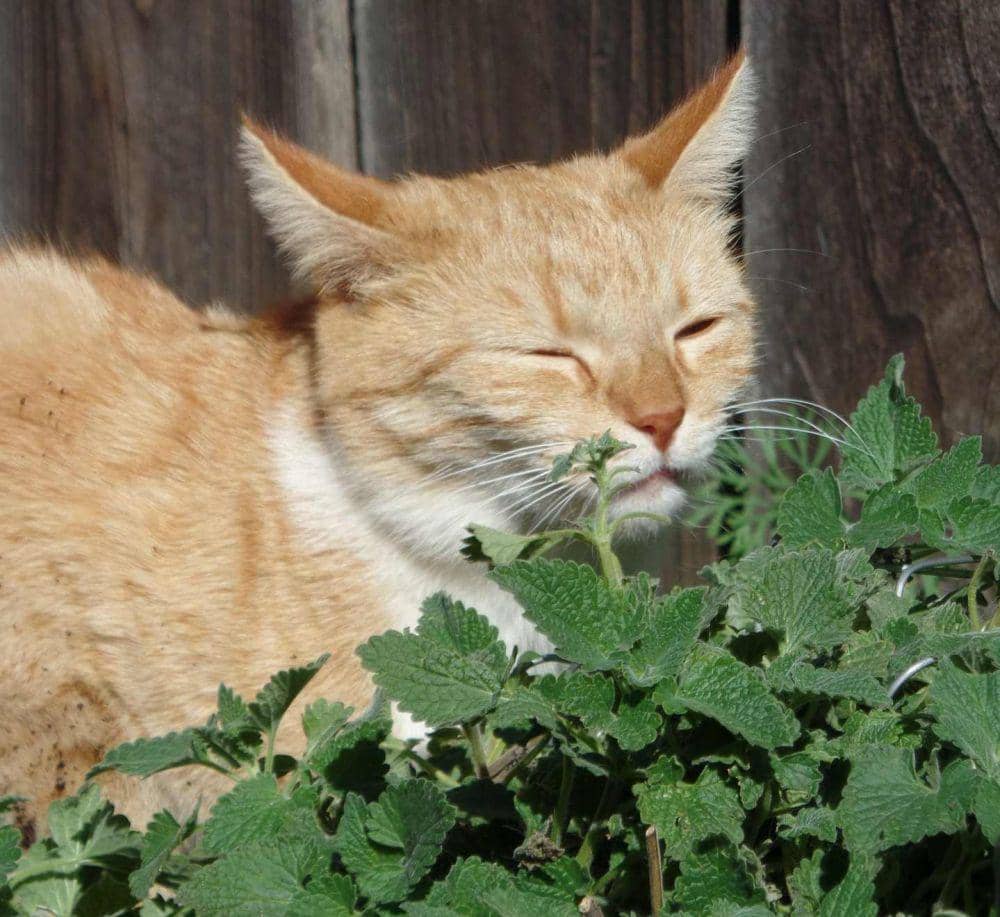 ilustrasi kucing (pixabay.com/CatCrazy)