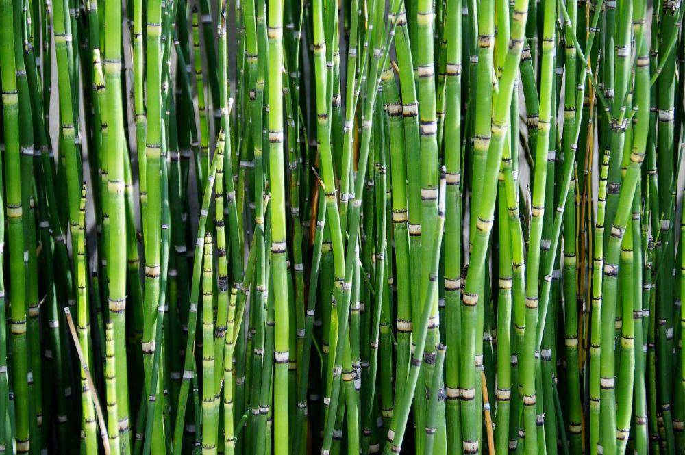 ilustrasi bambu (Pixabay.com/ivabalk)