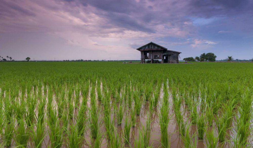 ilustrasi sawah (Pixabay.com/pexels)