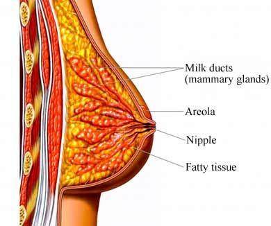 ilustrasi anatomi payudara (cancercarewny.com)