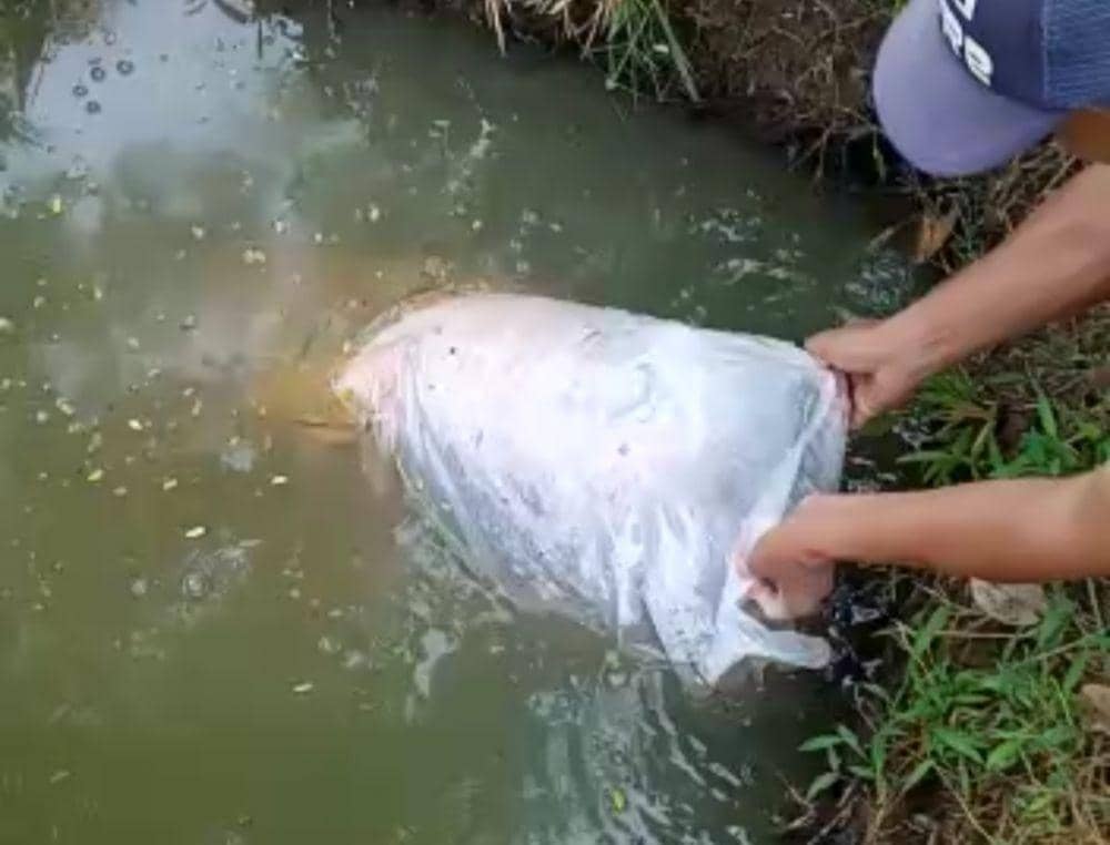Mayat di Tanggamus ditemukan terbungkus dalam plastik ikan (IDN Times/Tanggamus)