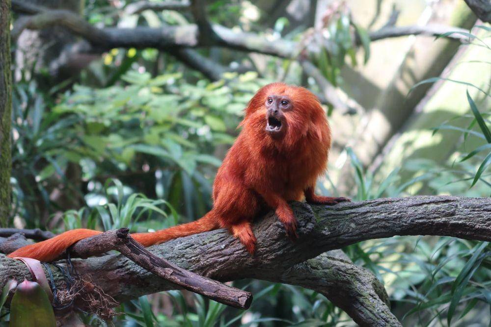 Tamarin singa emas terselamatkan dari kepunahan setelah upaya konservasi selama 30 tahun. (unsplash.com/Lindie Botes)